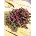 Седум ( Sedum spurium "Red Carpet" )